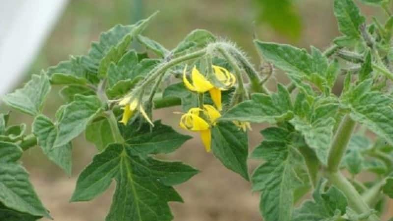 Kasvatame rikkalikku saaki ülivarajastest Solerosso tomatitest ning kaitseme neid kahjurite ja haiguste eest