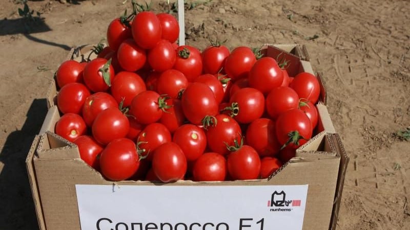 We grow a rich harvest of ultra-early Solerosso tomatoes and protect them from pests and diseases