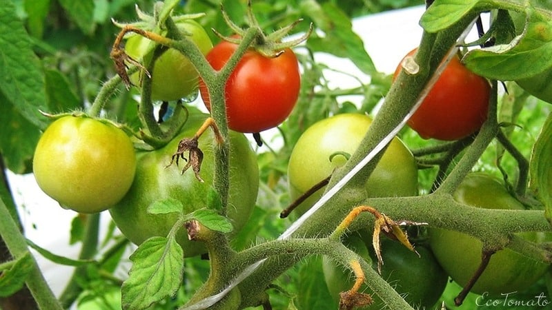 We grow a rich harvest of ultra-early Solerosso tomatoes and protect them from pests and diseases