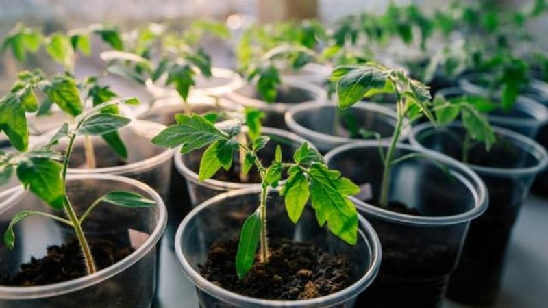 Wir bauen eine reiche Ernte ultrafrüher Solerosso-Tomaten an und schützen sie vor Schädlingen und Krankheiten