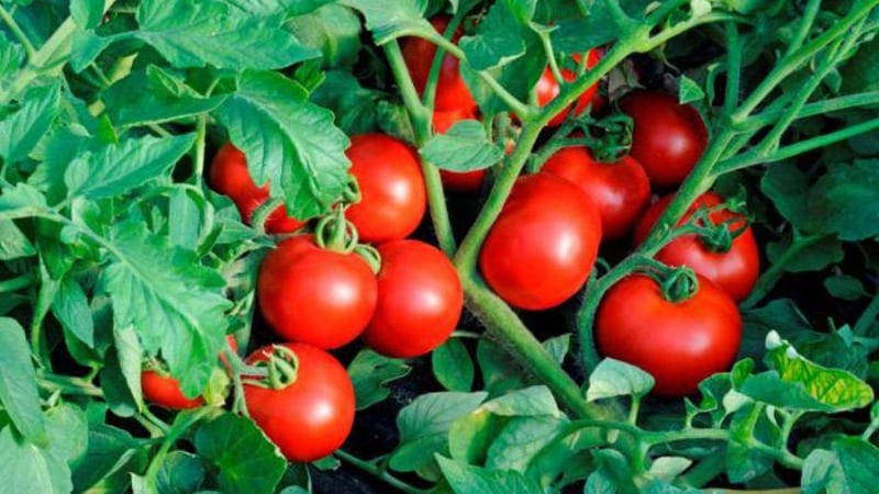 We grow a rich harvest of ultra-early Solerosso tomatoes and protect them from pests and diseases