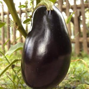 Tidlig modning og varmeelskende aubergine Vera fra indenlandske avlere