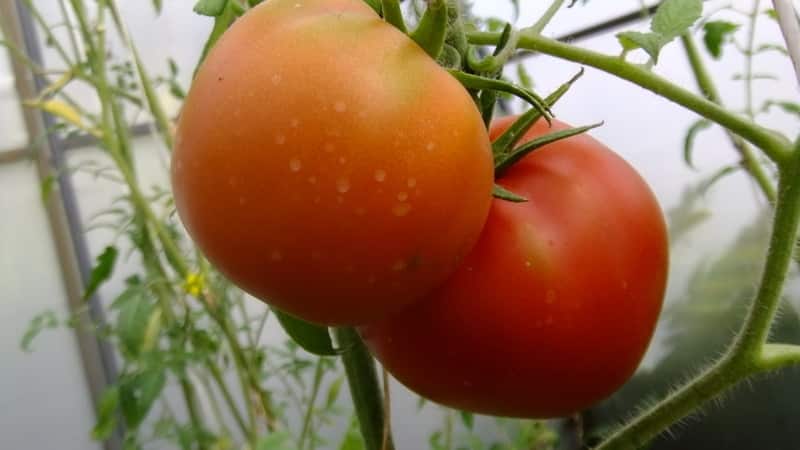 En variant med et attraktivt navn og ekstraordinær smak - Paradise Delight-tomaten: vokser og smaker