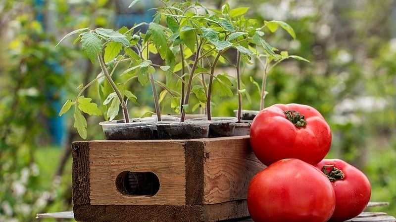 En variant med et attraktivt navn og ekstraordinær smak - Paradise Delight-tomaten: vokser og smaker