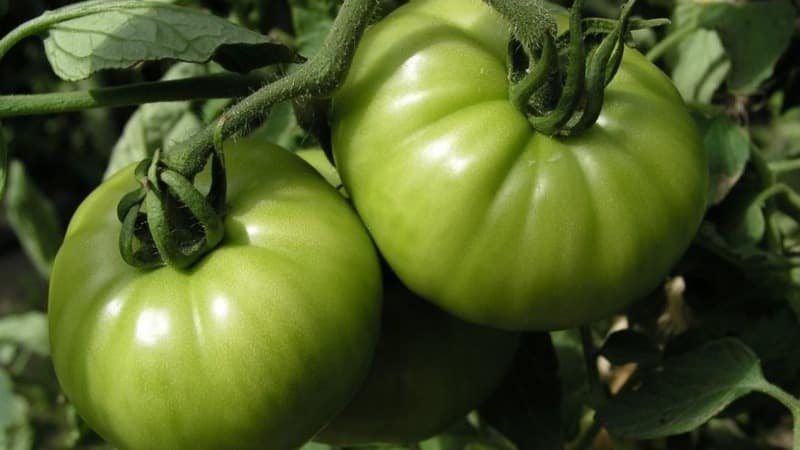 En variant med et attraktivt navn og ekstraordinær smak - Paradise Delight-tomaten: vokser og smaker