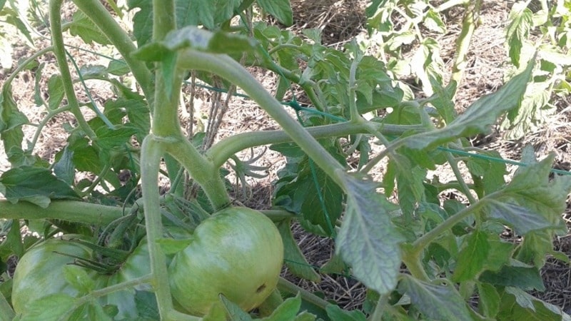 En variant med et attraktivt navn og ekstraordinær smak - Paradise Delight-tomaten: vokser og smaker