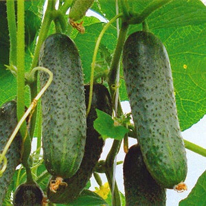 How to grow Courage cucumbers on your site and why they are good