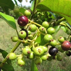 Come cresce il pimento nell'ambiente naturale e come coltivarlo in casa