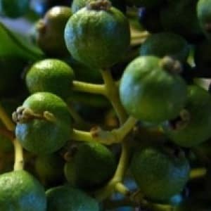 Com creix el pebre de Jamaica al medi natural i com cultivar-lo a casa