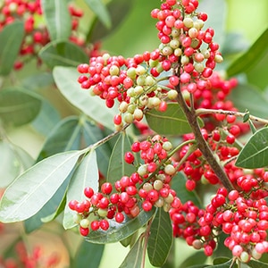 Como e onde cresce a pimenta rosa e em que áreas é utilizada?