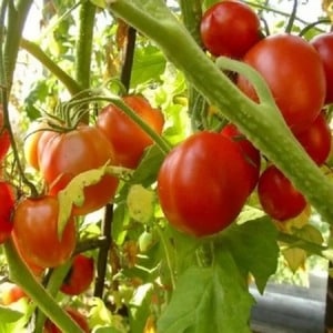 Tomate híbrido Aurora de maduración temprana, creado para obtener una cosecha abundante en invernadero y jardín.