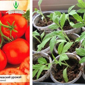 Maagang ripening hybrid tomato Aurora, nilikha upang makakuha ng masaganang ani sa greenhouse at sa hardin