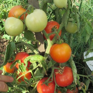 Tomate híbrido Aurora de maduración temprana, creado para obtener una cosecha abundante en invernadero y jardín.