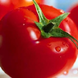 Maagang ripening hybrid tomato Aurora, nilikha upang makakuha ng masaganang ani sa greenhouse at sa hardin