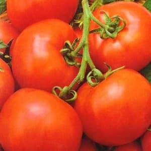 Tomate híbrido Aurora de maturação precoce, criado para obter uma colheita abundante na estufa e no jardim