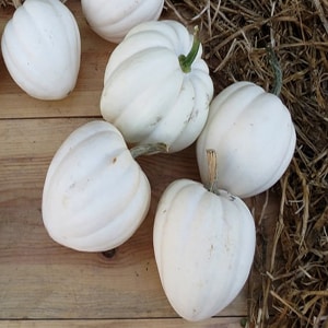 Además del color, ¿en qué se diferencia una calabaza blanca del resto?