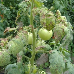 The most effective methods for treating fusarium wilt of tomatoes: instructions that even a beginner can follow