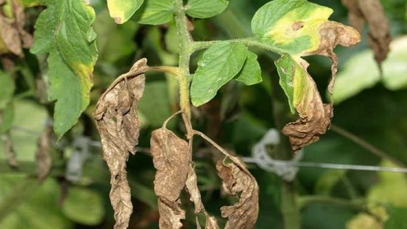 Domateslerin fusarium solgunluğunu tedavi etmenin en etkili yöntemleri: yeni başlayanların bile izleyebileceği talimatlar