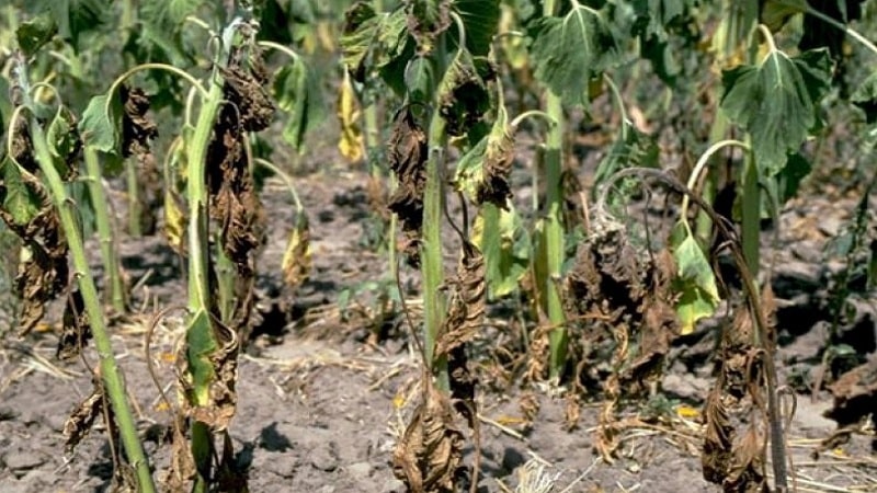 Domateslerin fusarium solgunluğunu tedavi etmenin en etkili yöntemleri: yeni başlayanların bile izleyebileceği talimatlar