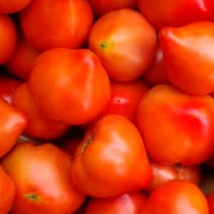 An early-ripening and unpretentious variety that produces a bountiful harvest: the Primadonna tomato is a favorite of domestic gardeners