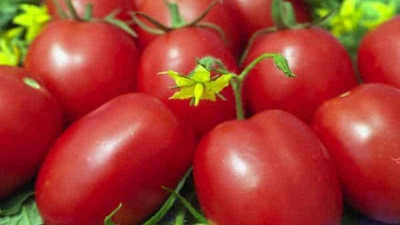 Una delle varietà più antiche di allevamento orticolo è il pomodoro Gloria: una varietà collaudata nel tempo