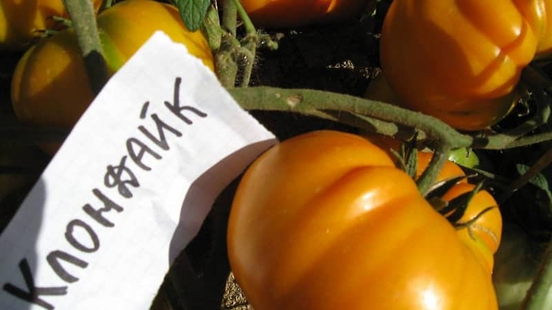 Champion sa beta-carotene content: Klondike tomato, inirerekomenda para sa dietary nutrition