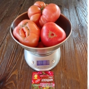 Campeón en contenido de betacaroteno: el tomate Klondike, recomendado para la nutrición dietética