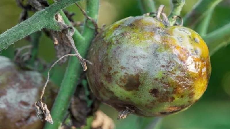 Was tun, wenn auf Tomaten braune Flecken auftreten: Fotos betroffener Tomaten und Möglichkeiten, sie zu retten