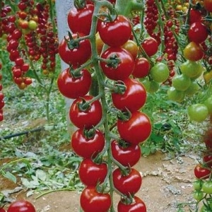 Largas enredaderas sembradas de deliciosos tomates - Tomate Rapunzel: descripción, foto e instrucciones de cultivo