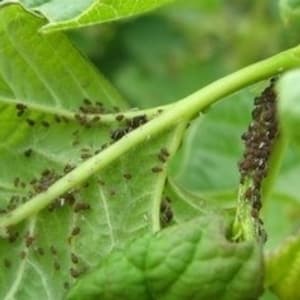 Paprika-plagen en hun bestrijding: foto's van bladeren en de meest effectieve methoden om de oogst te redden