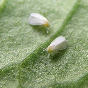 Sweet pepper pests and their control: photos of leaves and the most effective methods for saving the crop