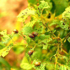 Paprika-plagen en hun bestrijding: foto's van bladeren en de meest effectieve methoden om de oogst te redden