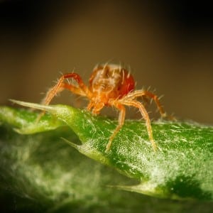 Paprika-plagen en hun bestrijding: foto's van bladeren en de meest effectieve methoden om de oogst te redden