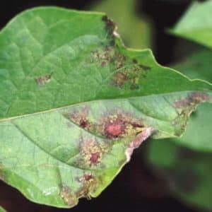 Paprika-plagen en hun bestrijding: foto's van bladeren en de meest effectieve methoden om de oogst te redden