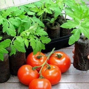 High-yielding hybrid tomato Alhambra, nakalulugod sa malalaking makatas na prutas at lumalaban sa mga sakit