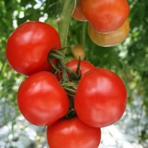 Ertragreiche Hybridtomate Alhambra, gefällt mit großen saftigen Früchten und ist resistent gegen Krankheiten