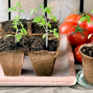 High-yielding hybrid tomato Alhambra, nakalulugod sa malalaking makatas na prutas at lumalaban sa mga sakit