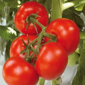 Ertragreiche Hybridtomate Alhambra, gefällt mit großen saftigen Früchten und ist resistent gegen Krankheiten