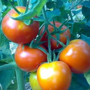 Ertragreiche Hybridtomate Alhambra, gefällt mit großen saftigen Früchten und ist resistent gegen Krankheiten