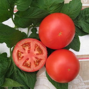 Ertragreiche Hybridtomate Alhambra, gefällt mit großen saftigen Früchten und ist resistent gegen Krankheiten