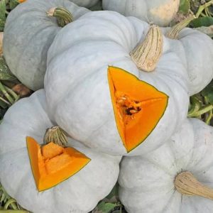 Mga katangian at paglalarawan ng honey pumpkin variety Kroshka: pinalaki namin ang paborito ng mga nakaranasang magsasaka sa aming sarili