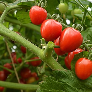 Una varietà dal nome appetitoso - Pomodoro fragola: coltivalo correttamente e raccogli fino a 5 kg per cespuglio