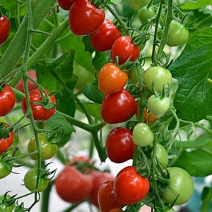 Una varietà dal nome appetitoso - Pomodoro fragola: coltivalo correttamente e raccogli fino a 5 kg per cespuglio