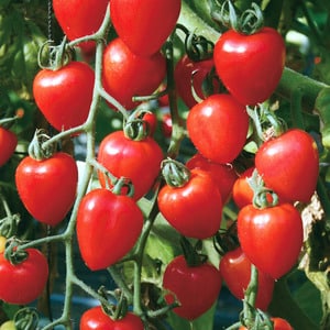 A variety with an appetizing name - Strawberry tomato: grow it correctly and collect up to 5 kg per bush