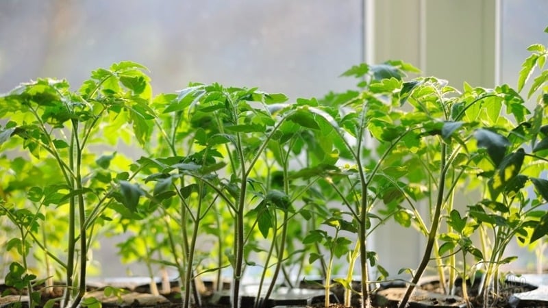 The Andromeda tomato, popular and beloved by summer residents: we grow and enjoy a rich harvest