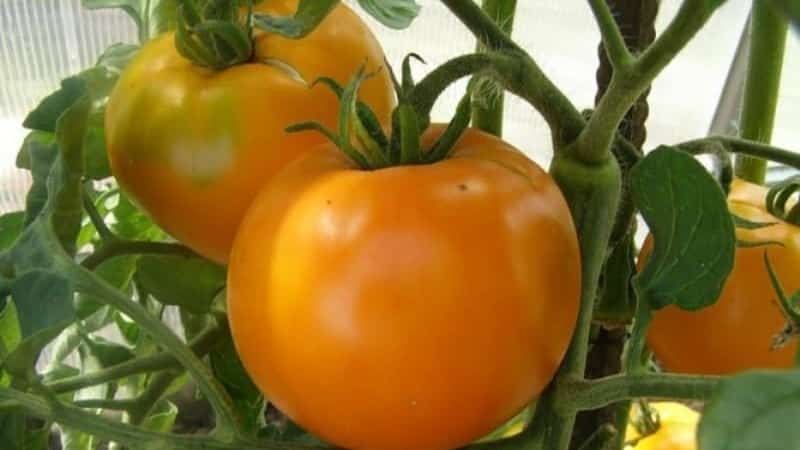 El tomate Andrómeda, popular y querido por los veraneantes: cultivamos y disfrutamos de una rica cosecha