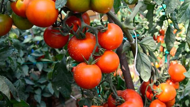 Andromeda-tomaten, populär och älskad av sommarboende: vi odlar och njuter av en rik skörd