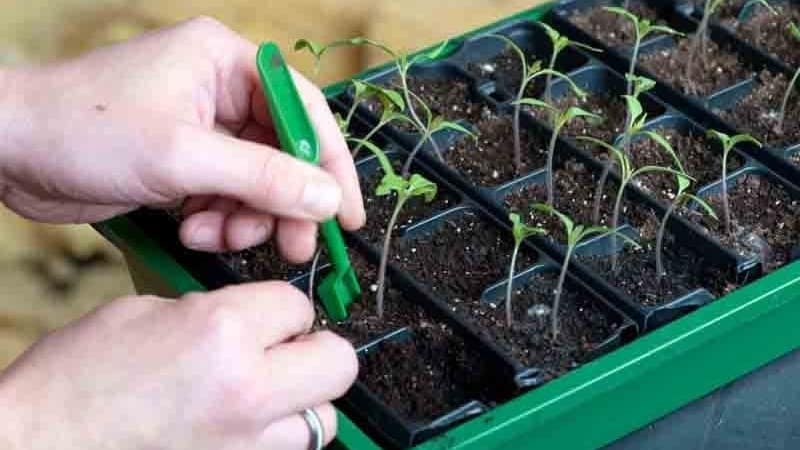 La tomate Andromède, populaire et appréciée des estivants : nous cultivons et profitons d'une riche récolte