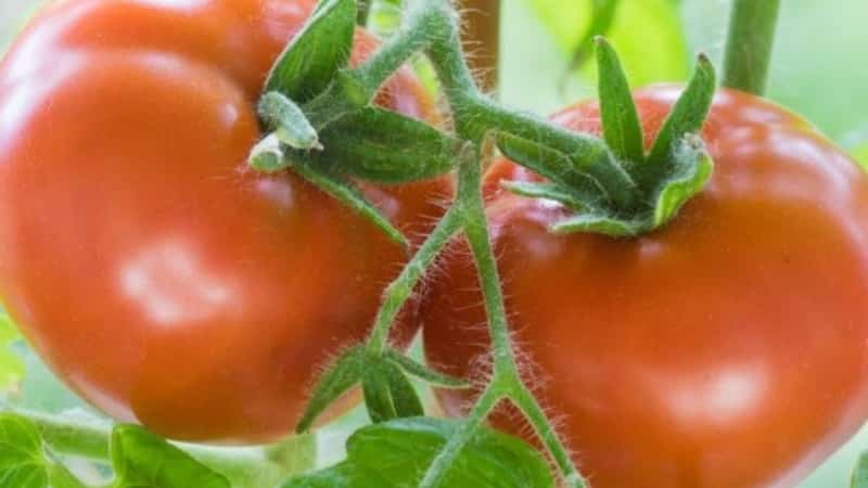 El tomate Andrómeda, popular y querido por los veraneantes: cultivamos y disfrutamos de una rica cosecha