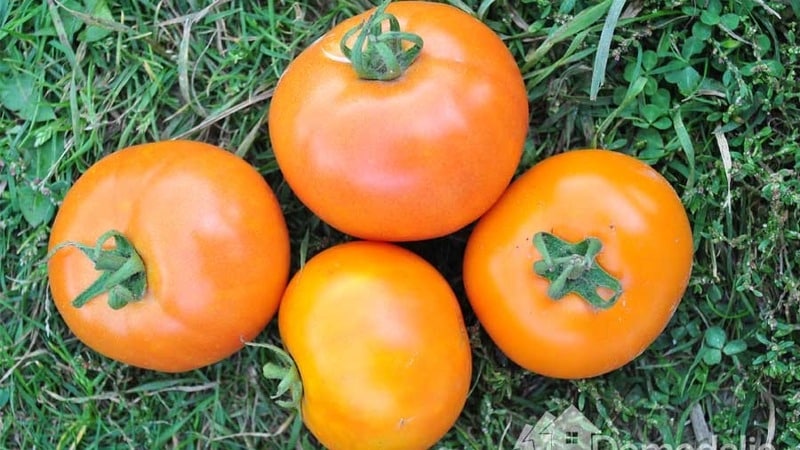 Andromeda-tomaten, populær og elsket av sommerboere: vi dyrker og nyter en rik høst